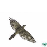 گونه قرقی Eurasian Sparrowhawk